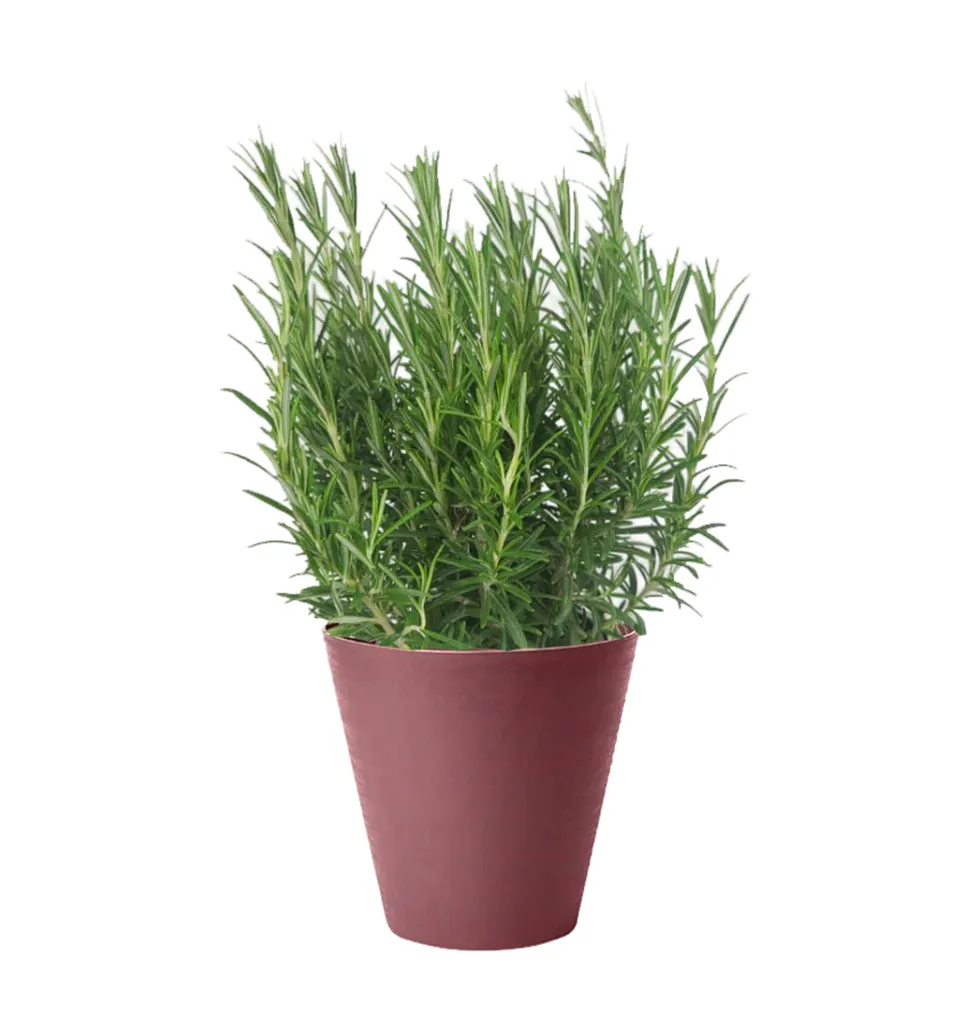 Fresh Herbal Rosemary