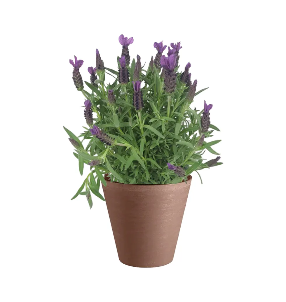 Fragrant Lavender Bliss