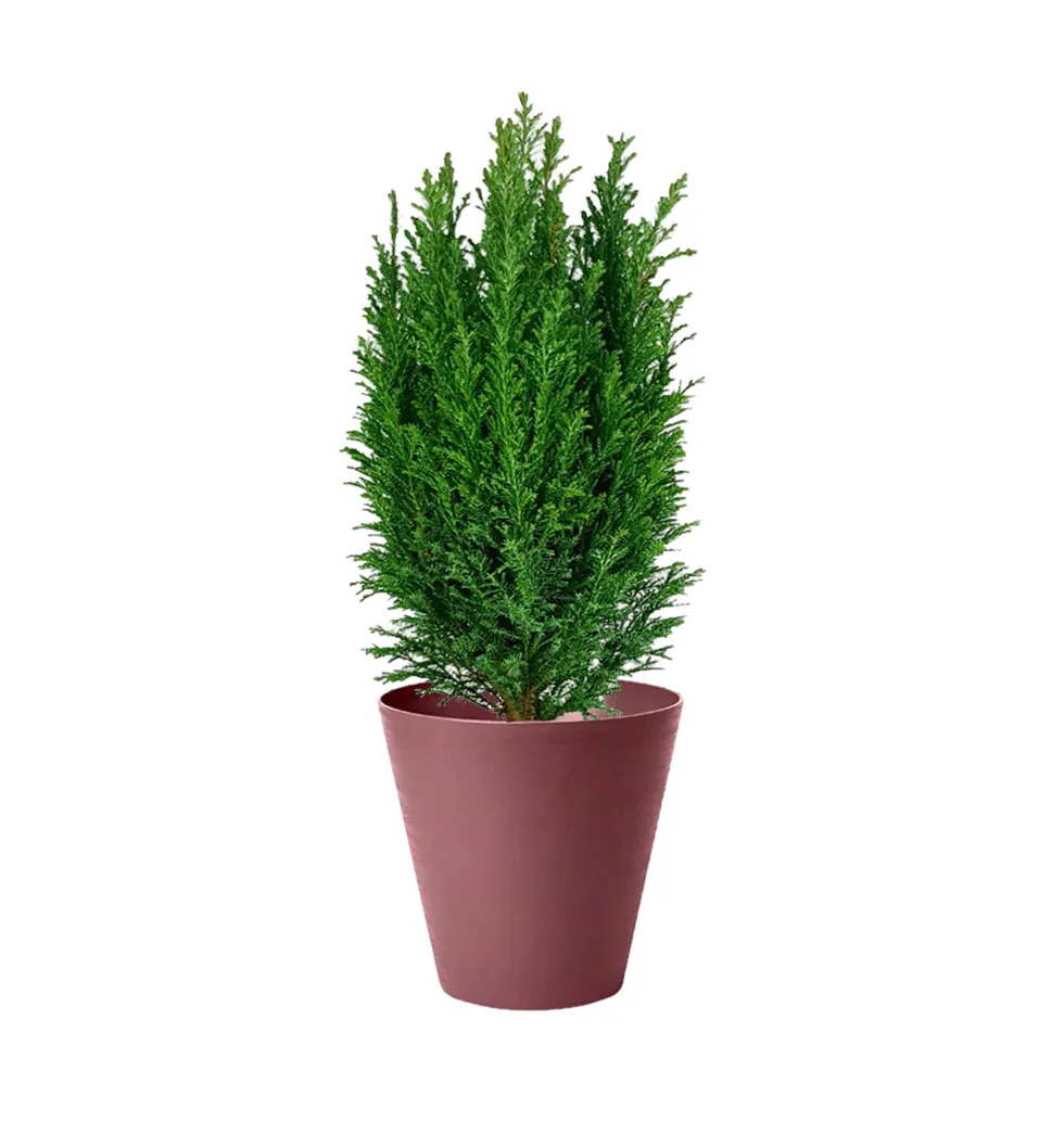 Citrus Harmony Cypress