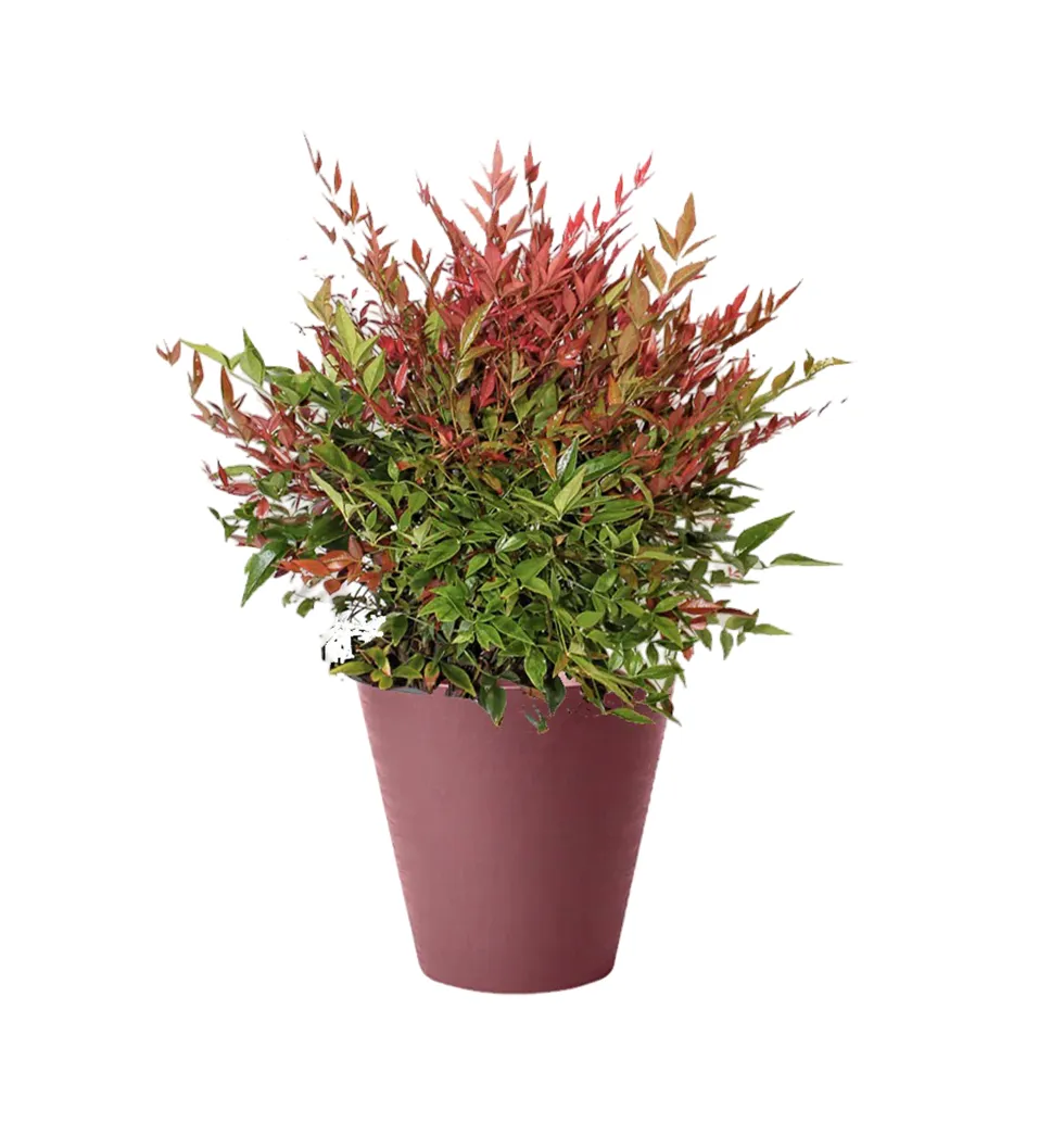 Nandina: A Touch of Serenity