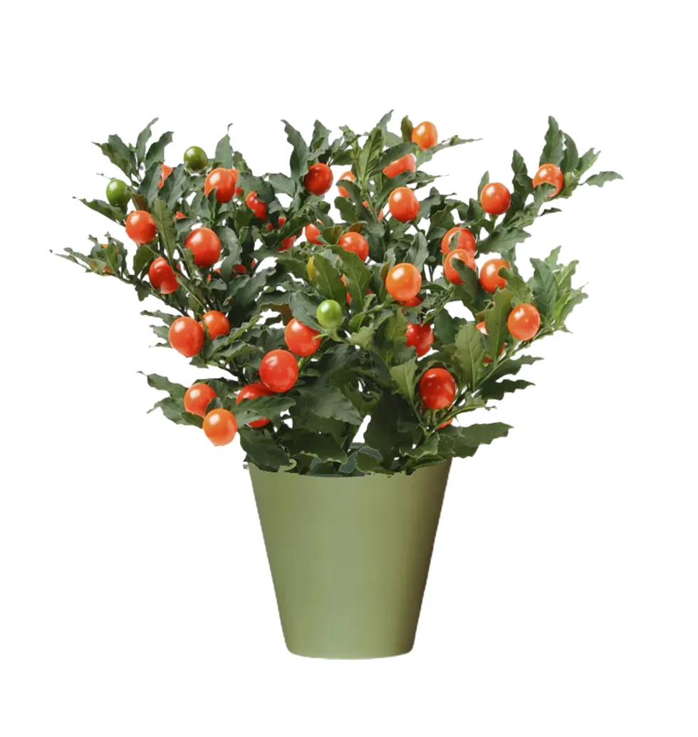 Charming Solanum Plant Gift