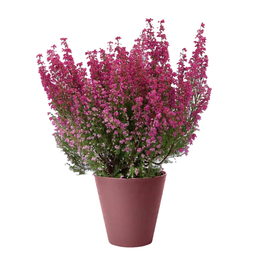 Serene Heather Plant