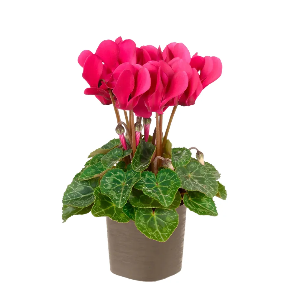 Charming Cyclamen for Balconies & Gardens