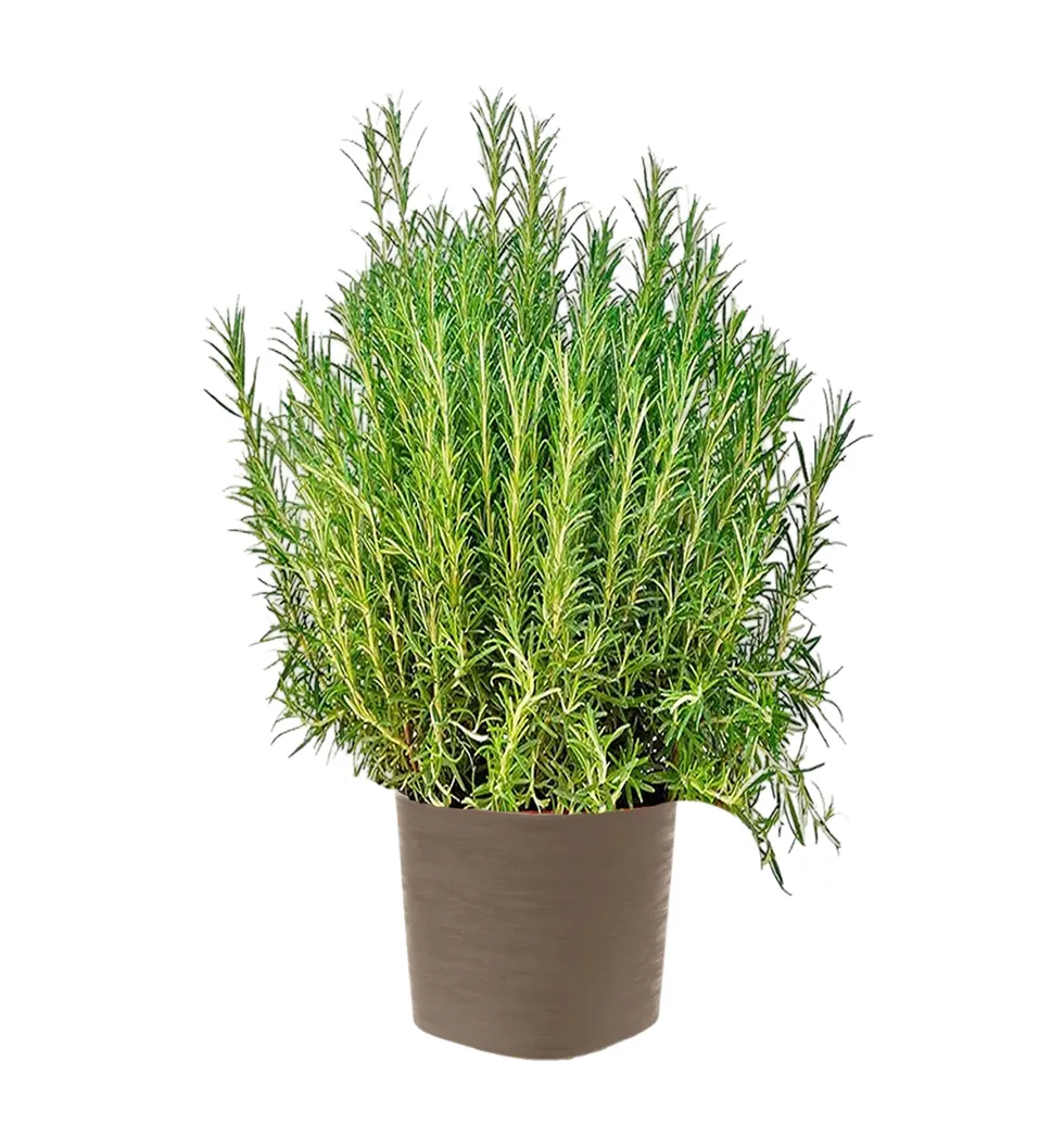 Fragrant Rosemary Plant Gift