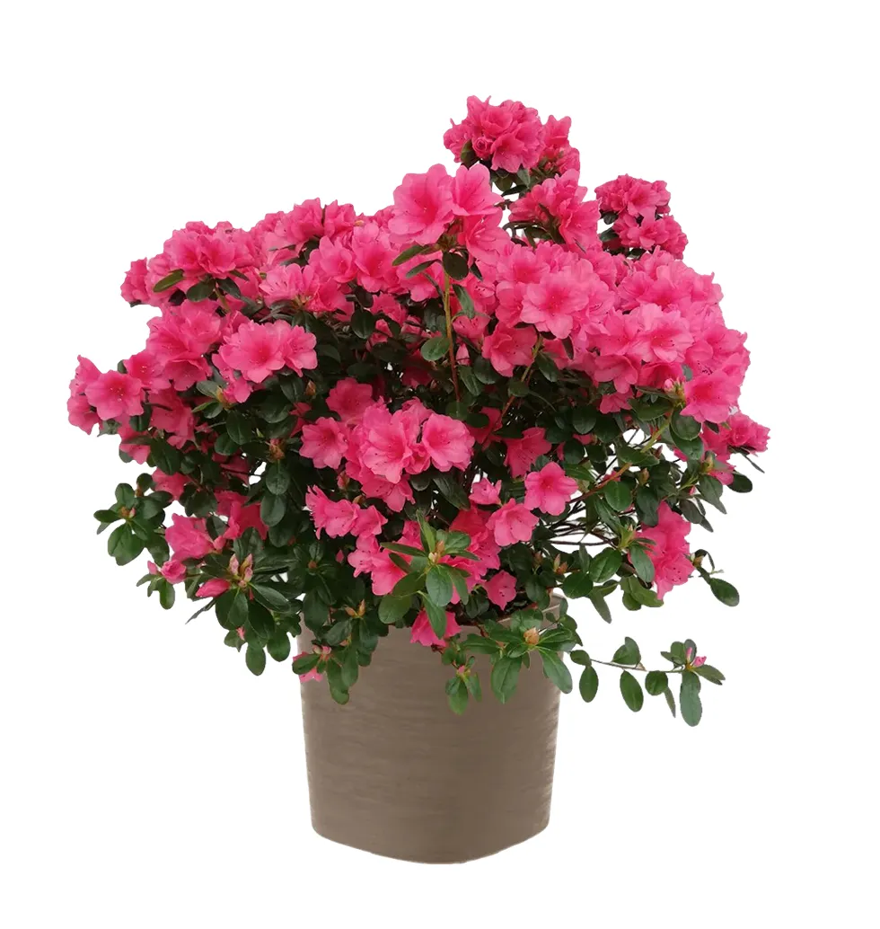Cheerful Azalea Charm for Your Home