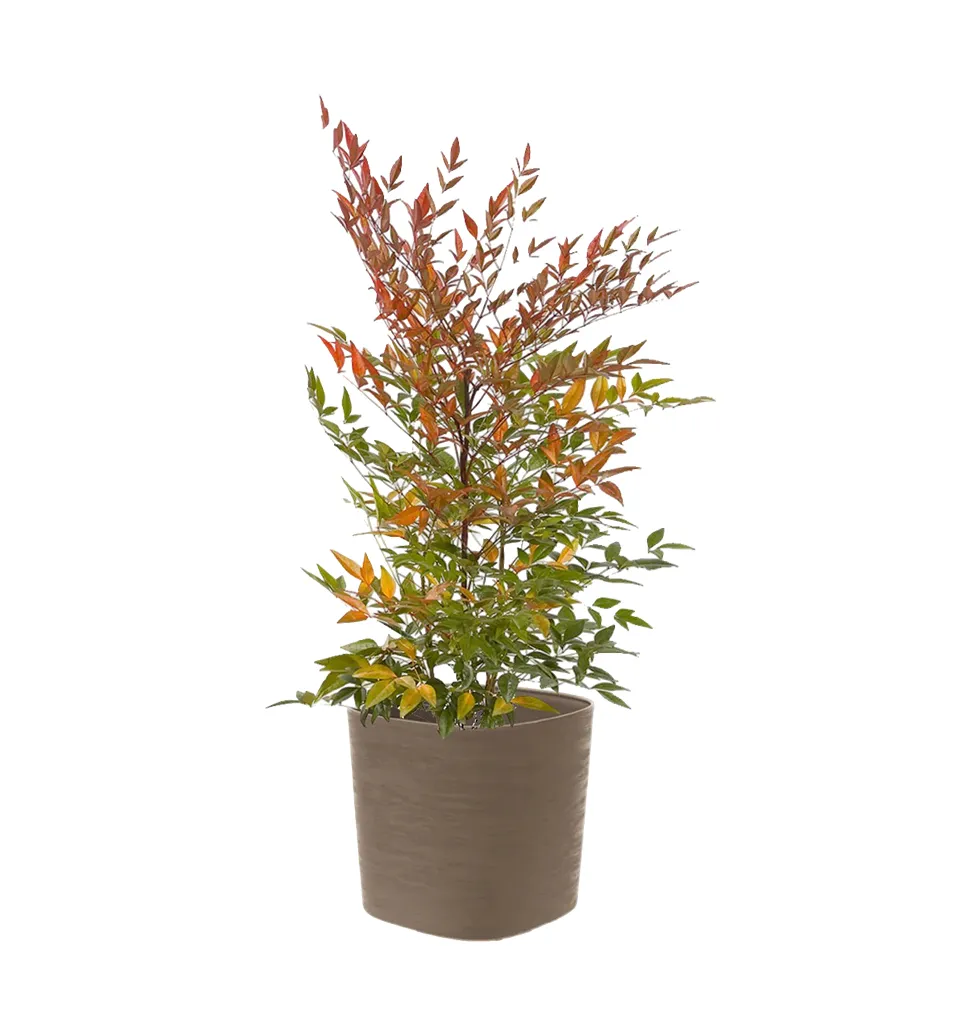 Graceful Nandina for Garden Aesthetics