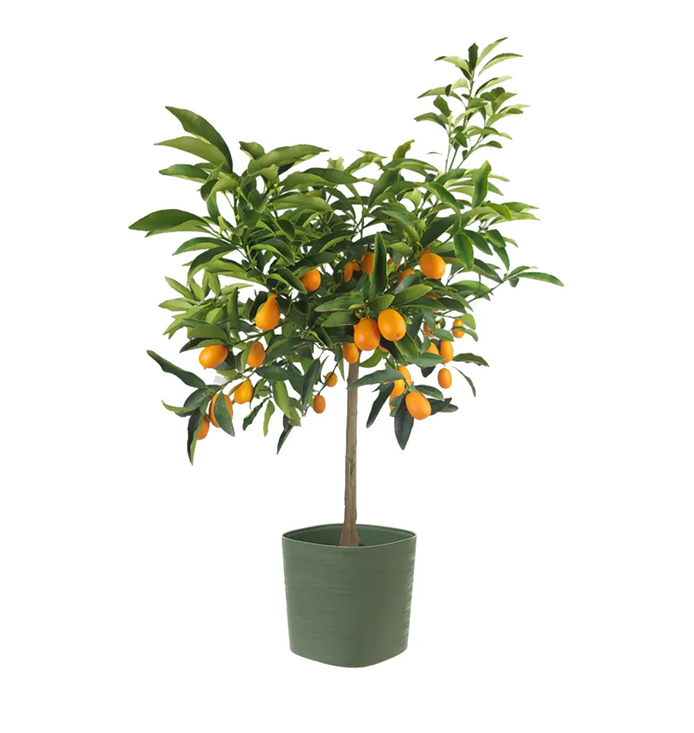 Citrus Sunshine Treasure