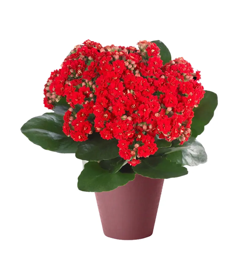 Cheerful Blooming Delight