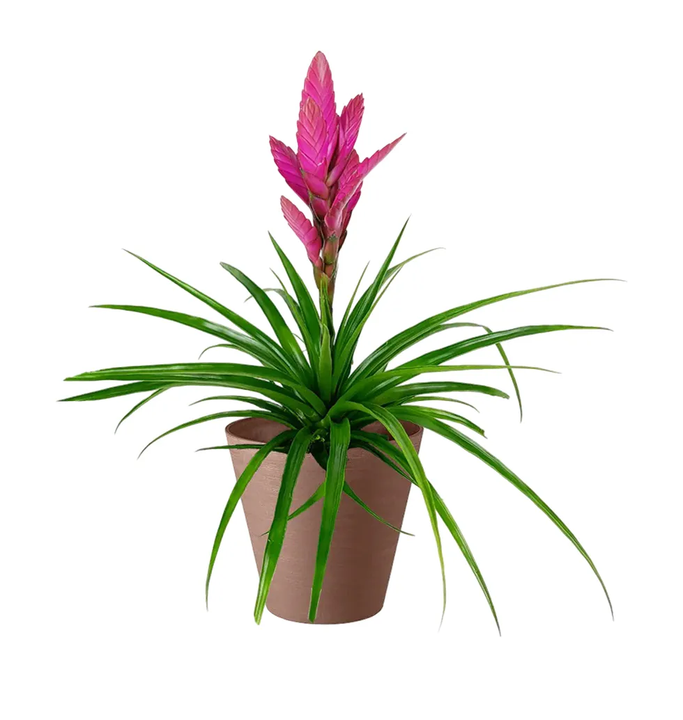 Cheerful Tillandsia Decor