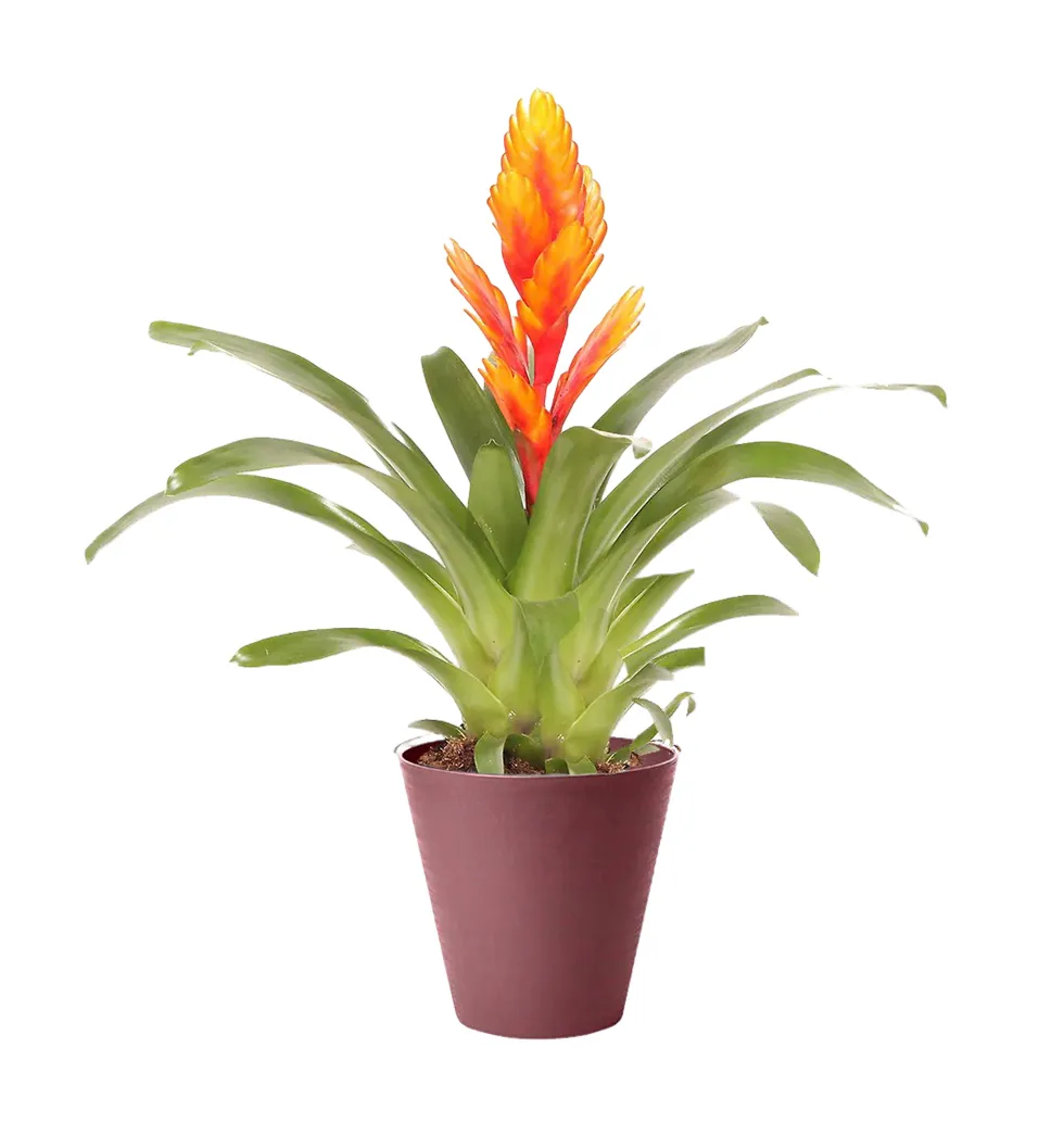 Vibrant Vriesea Elegance