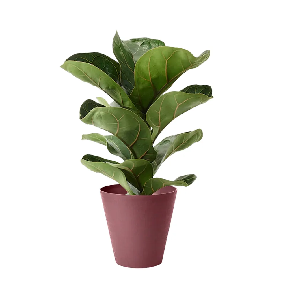 Luxury Ficus Plant Arrangement