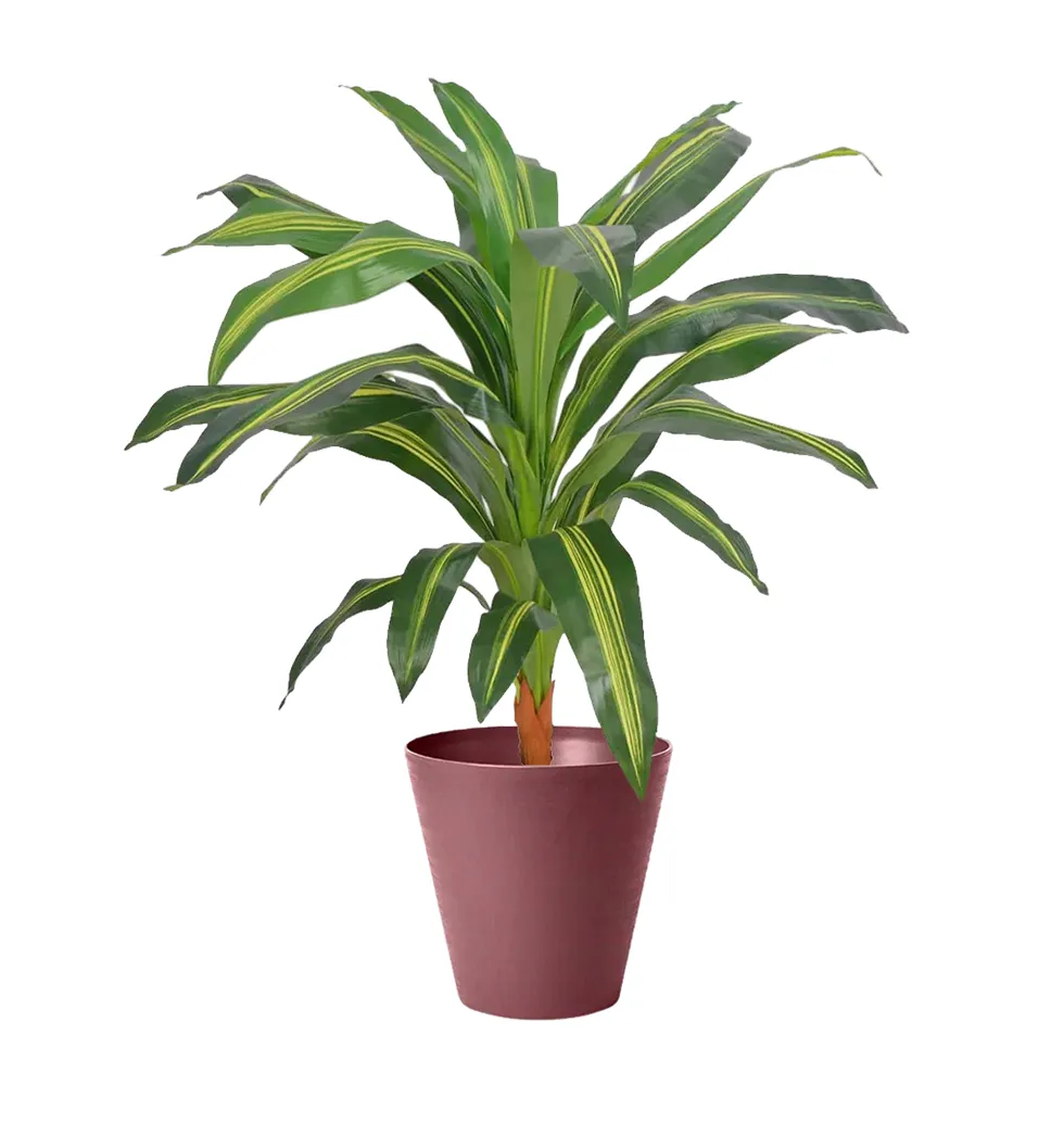 Elegant Dracaena Air Purifier