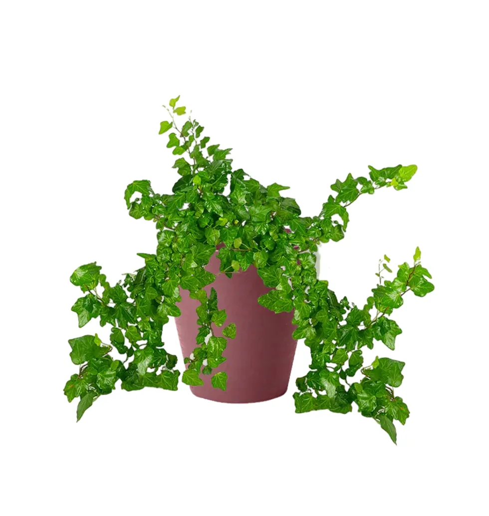 Vintage Charm Ivy Plant