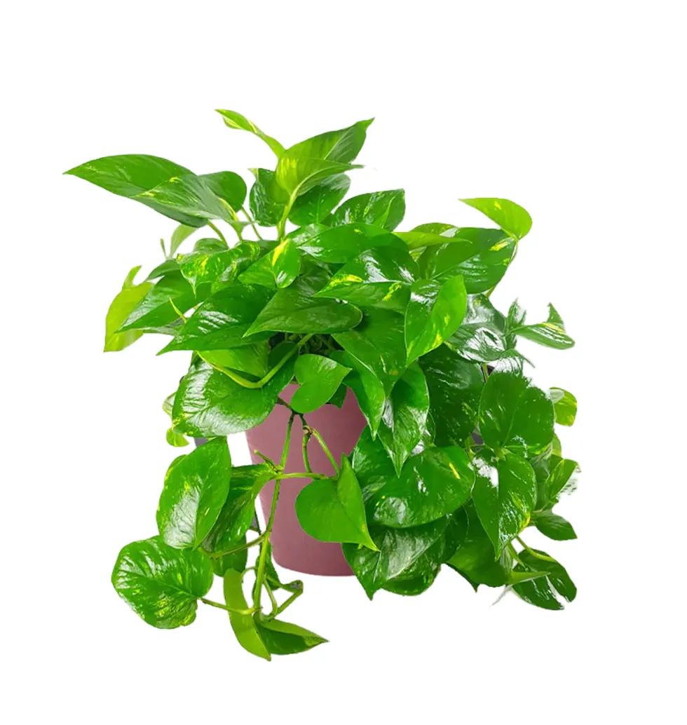 Vibrant Green: Pothos Edition