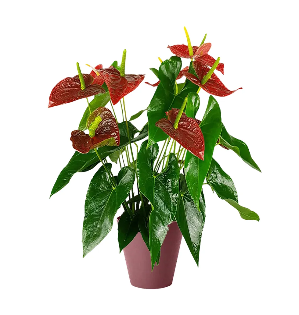 Charming Anthurium Delight