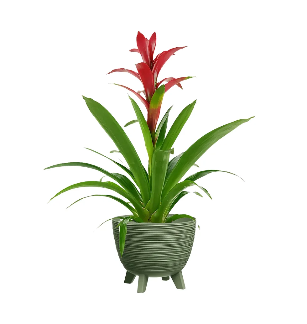 Vibrant Guzmania Arrangement