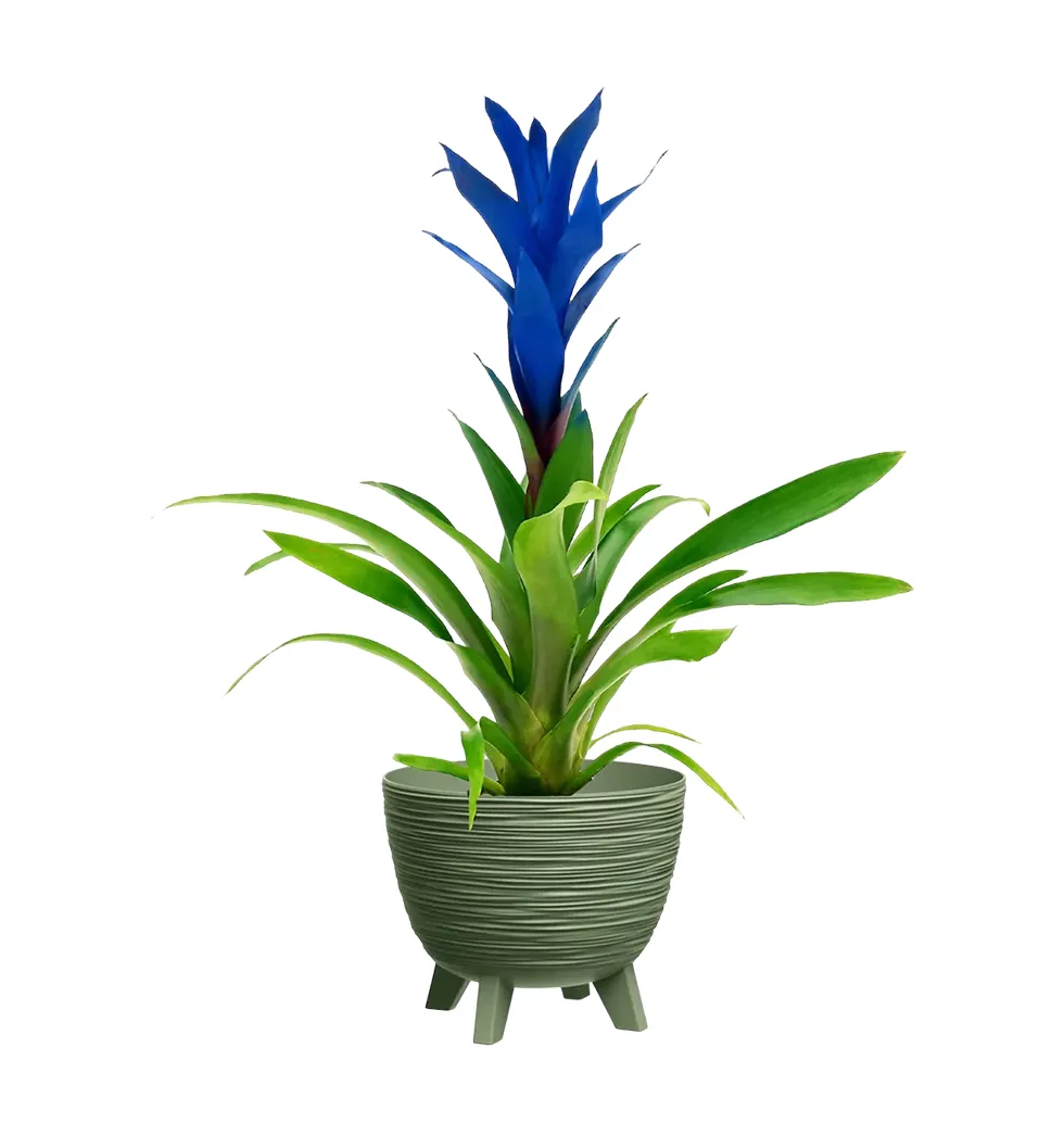 Elegant Blue Guzmania Arrangement