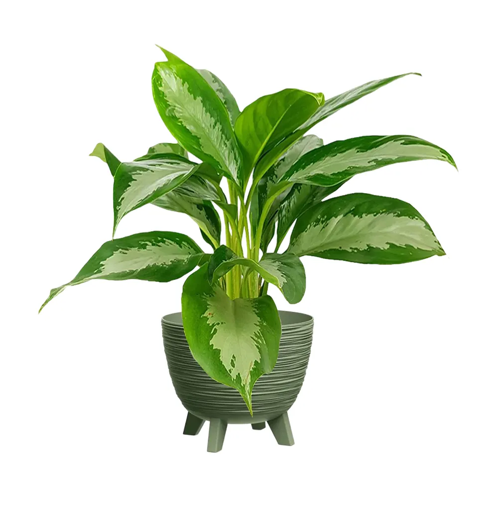 Nocturnal Elegance Plant