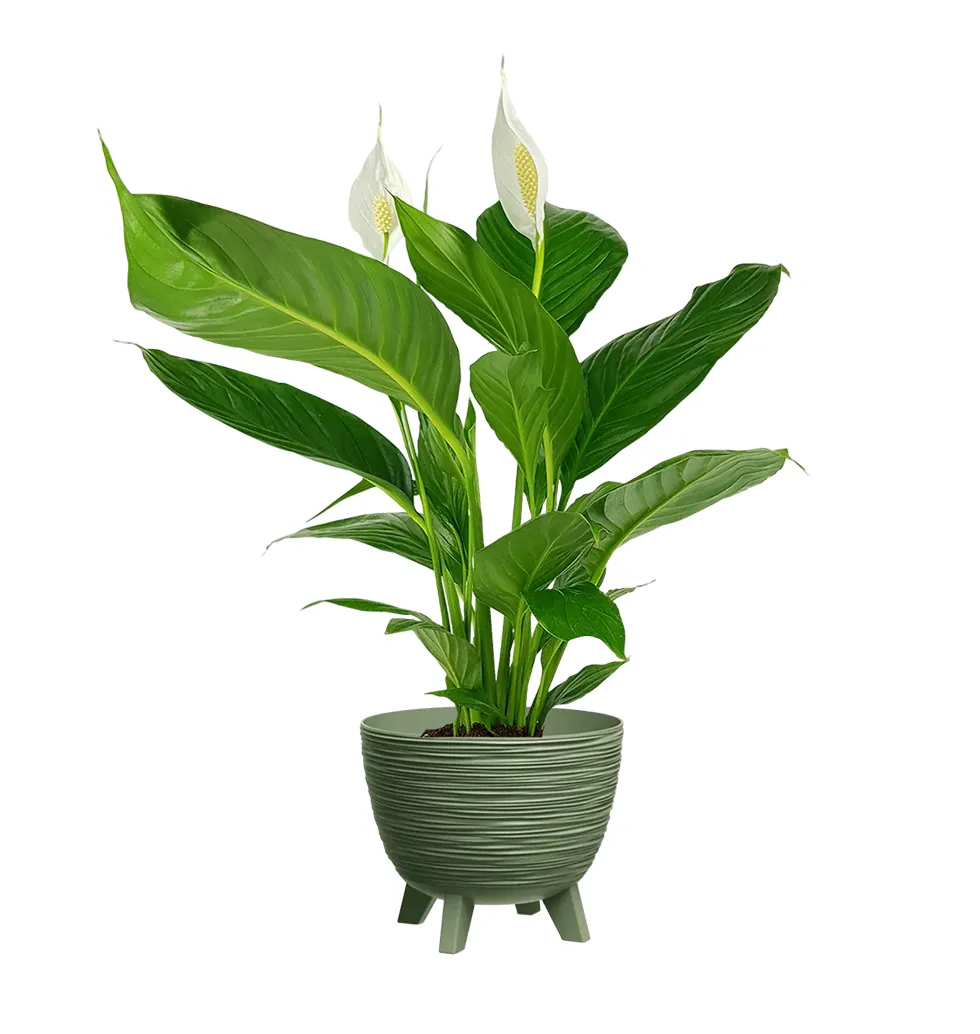 Graceful Peace Lily
