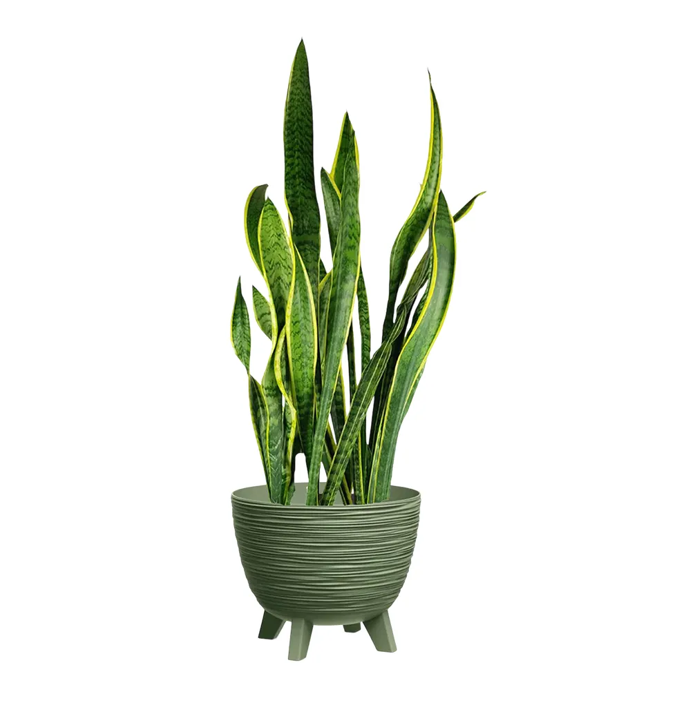 Elegant Sansevieria