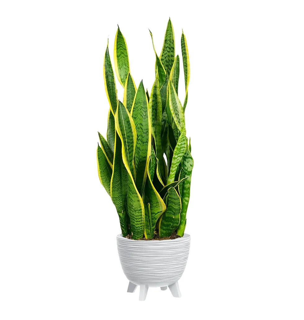 Energizing Sansevieria Delight