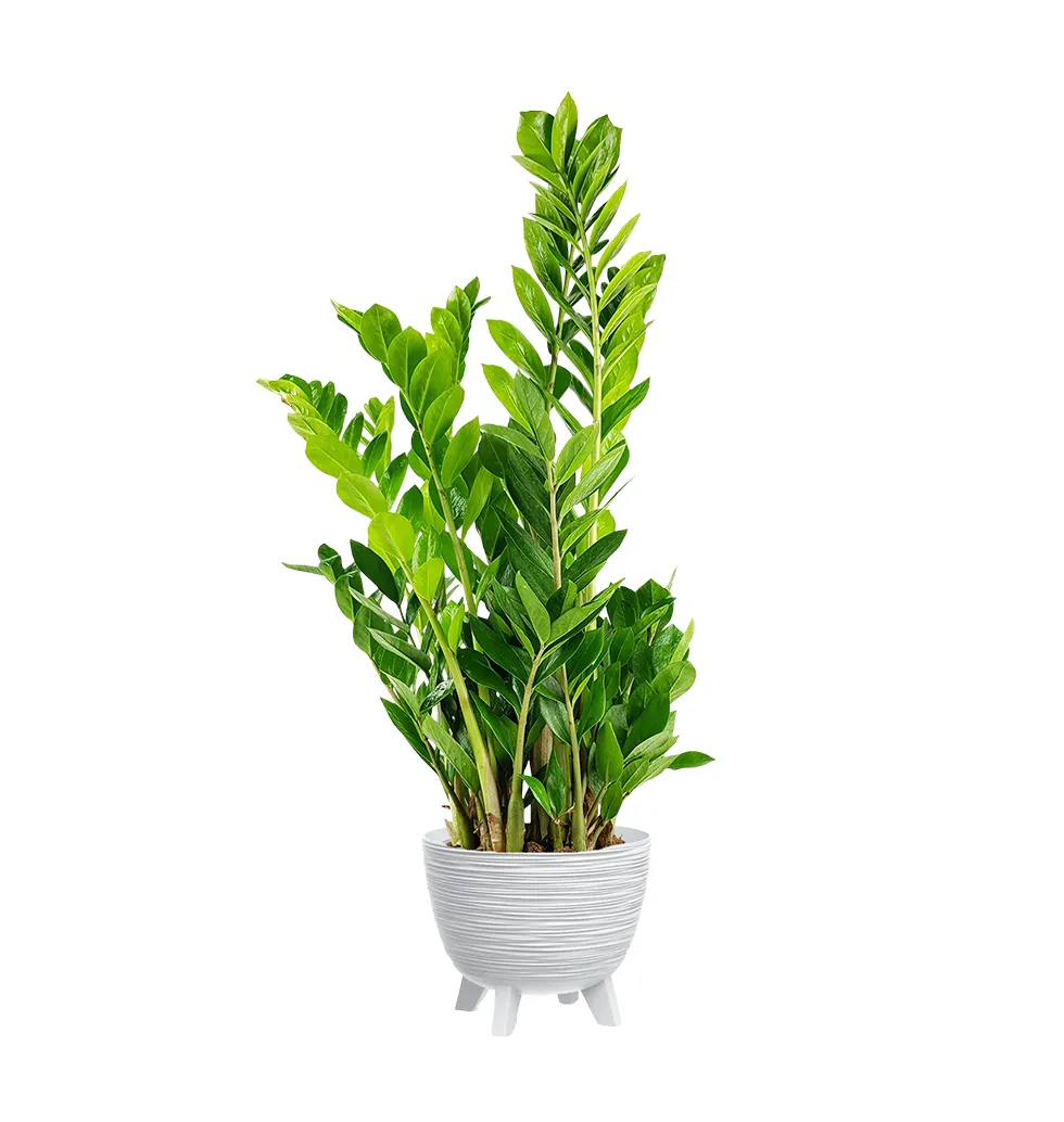 Elegant Zamia Houseplant