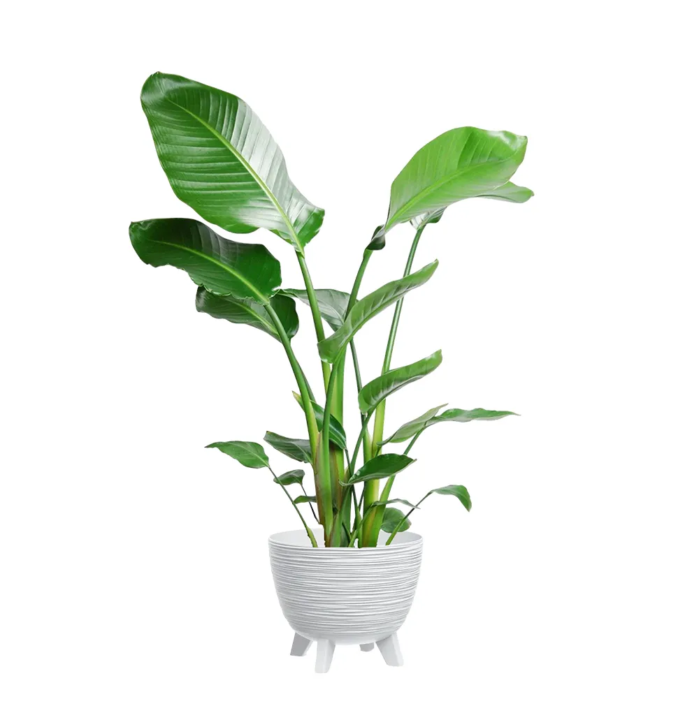 Majestic Strelitzia Display