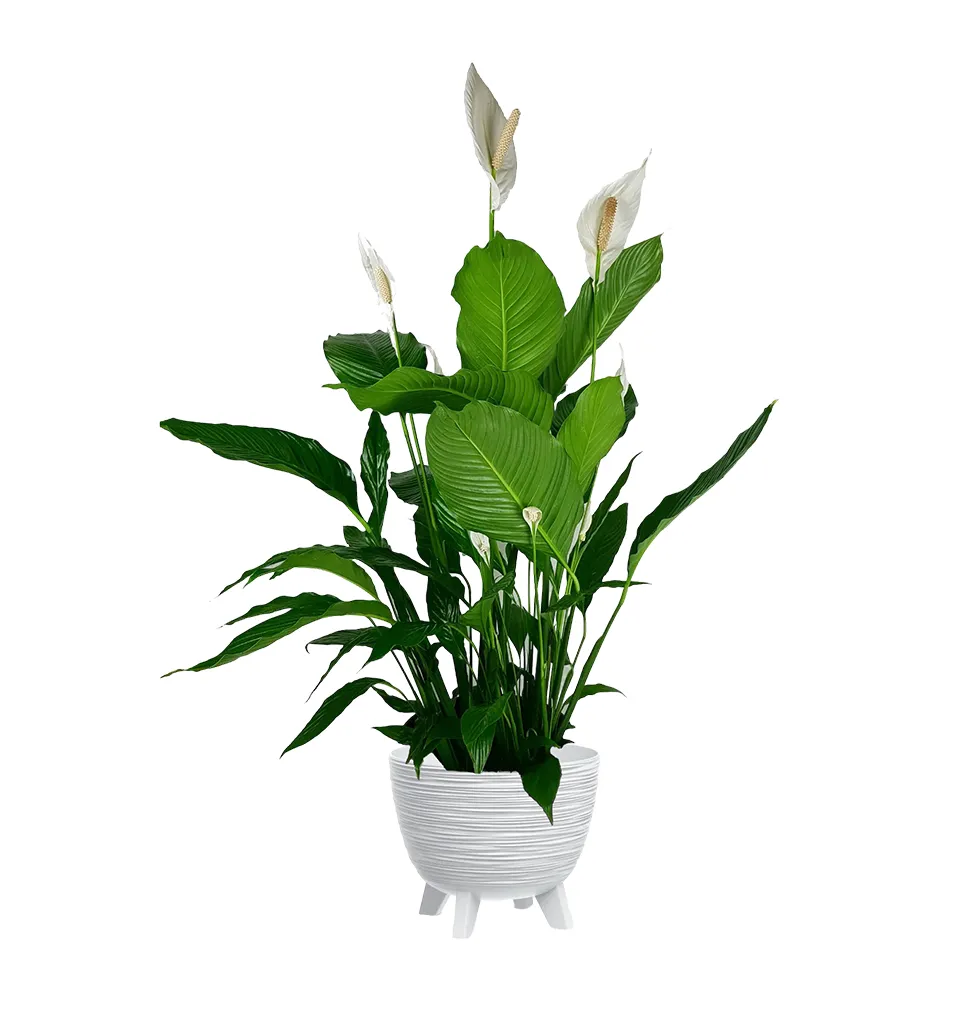 Elegant Peace Lily Delight