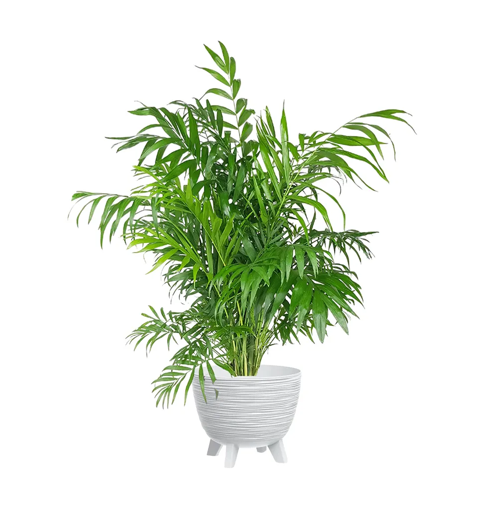 Fortune Palm Delight