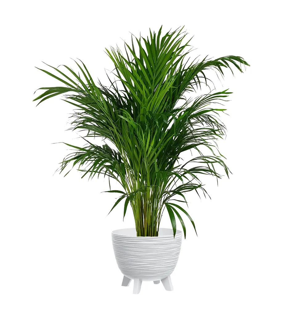 Elegant Air-Purifying Areca Palm